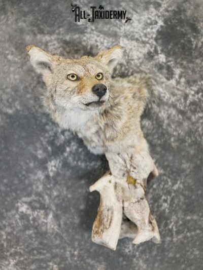 Coyote taxidermy shoulder mount on drift wood SKU 2290
