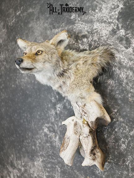 Coyote Mount Ideas