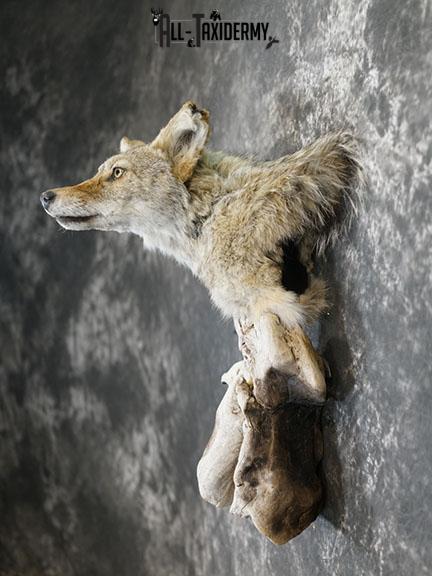 Coyote taxidermy shoulder mount on drift wood SKU 2290 - Image 7