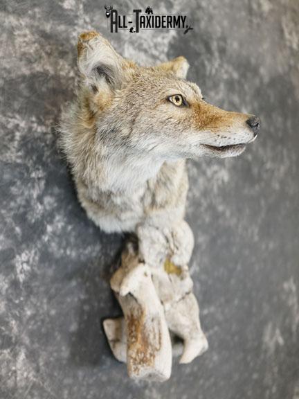 Coyote taxidermy shoulder mount on drift wood SKU 2290 - Image 6