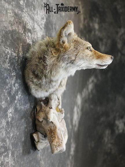 Coyote taxidermy shoulder mount on drift wood SKU 2290 - Image 5