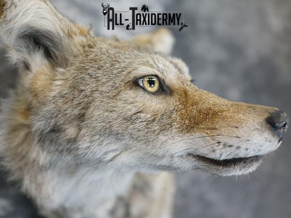 Coyote taxidermy shoulder mount on drift wood SKU 2290 - Image 4