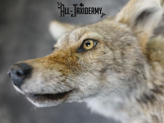 Coyote taxidermy shoulder mount on drift wood SKU 2290 - Image 3