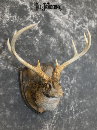 8 Point Jack-a-lope taxidermy mount SKU 2285