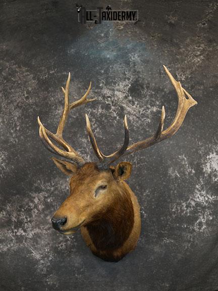 6x7 Elk Taxidermy shoulder mount SKU 2308