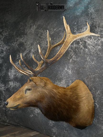 6x7 Elk Taxidermy shoulder mount SKU 2308 - Image 2