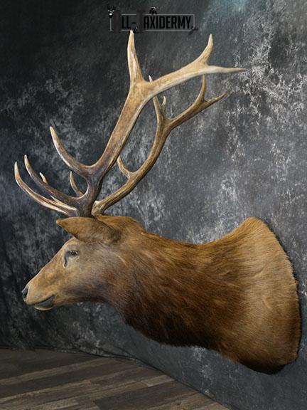 6x7 Elk Taxidermy shoulder mount SKU 2308 - Image 8