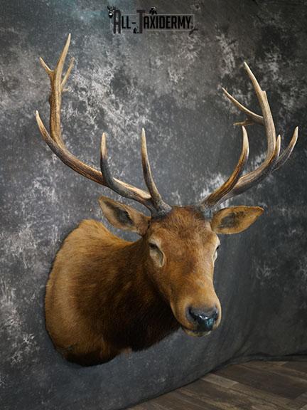 6x7 Elk Taxidermy shoulder mount SKU 2308 - Image 7