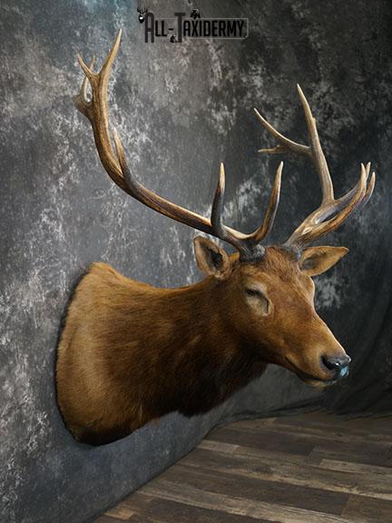 6x7 Elk Taxidermy shoulder mount SKU 2308 - Image 6
