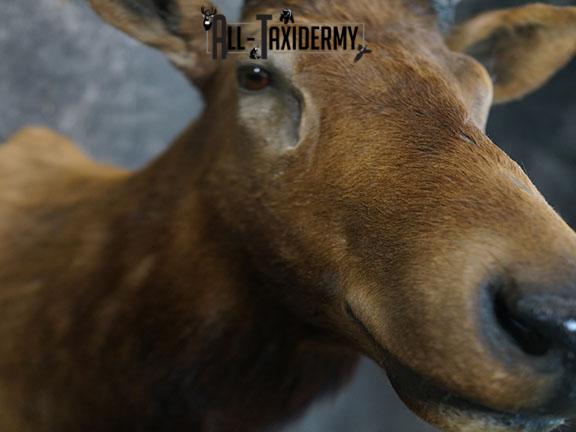 6x7 Elk Taxidermy shoulder mount SKU 2308 - Image 5