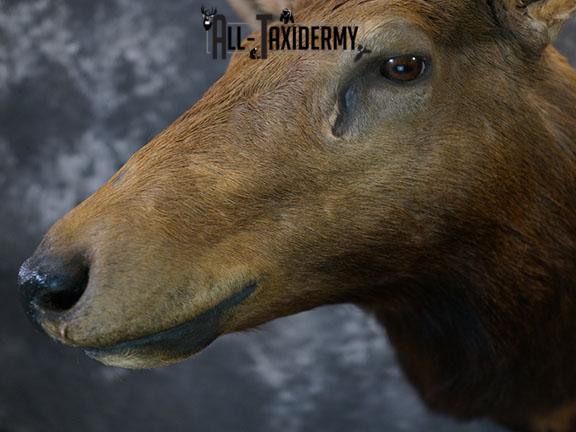 6x7 Elk Taxidermy shoulder mount SKU 2308 - Image 4