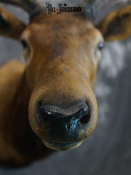 6x7 Elk Taxidermy shoulder mount SKU 2308 - Image 3