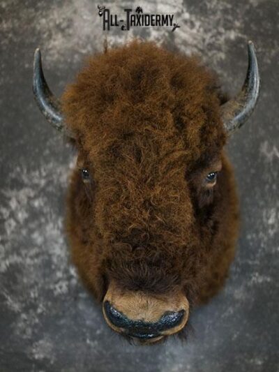 Bison taxidermy shoulder mount SKU 2329