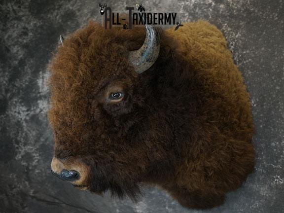 Bison taxidermy shoulder mount SKU 2329 - Image 2