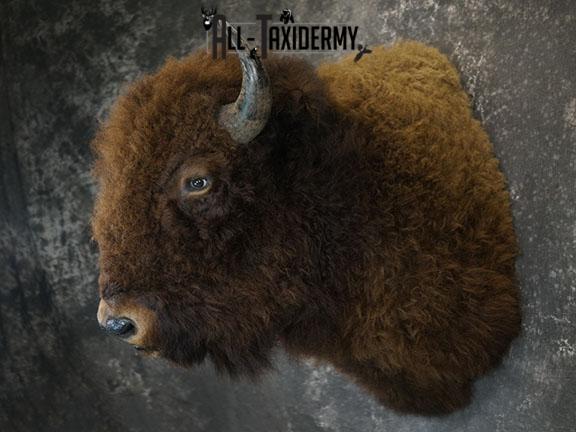 Bison taxidermy shoulder mount SKU 2329 - Image 8