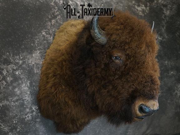 Bison taxidermy shoulder mount SKU 2329 - Image 7