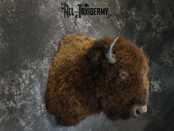 Bison taxidermy shoulder mount SKU 2329 - Image 6