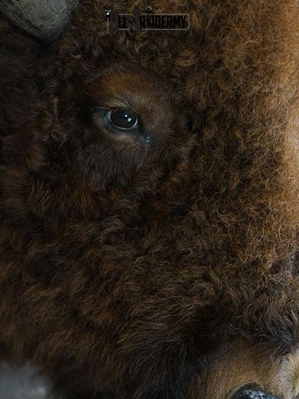 Bison taxidermy shoulder mount SKU 2329 - Image 5