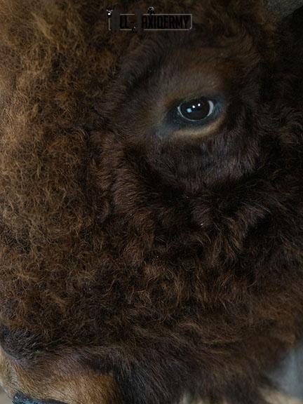 Bison taxidermy shoulder mount SKU 2329 - Image 4