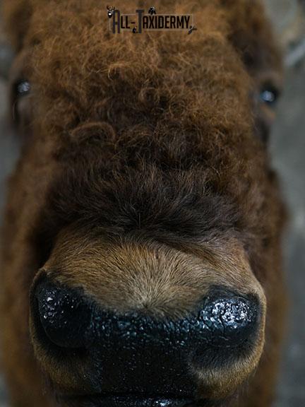 Bison taxidermy shoulder mount SKU 2329 - Image 3