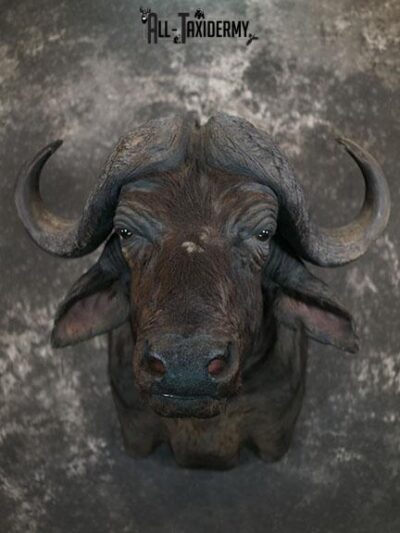 African Cape buffalo taxidermy shoulder mount SKU 2317