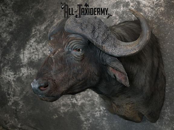 African Cape buffalo taxidermy shoulder mount SKU 2317 - Image 2