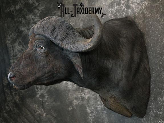 African Cape buffalo taxidermy shoulder mount SKU 2317 - Image 8