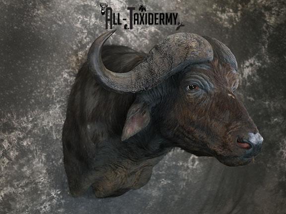 African Cape buffalo taxidermy shoulder mount SKU 2317 - Image 7