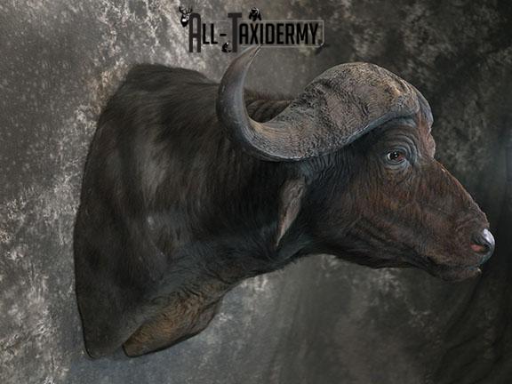 African Cape buffalo taxidermy shoulder mount SKU 2317 - Image 6