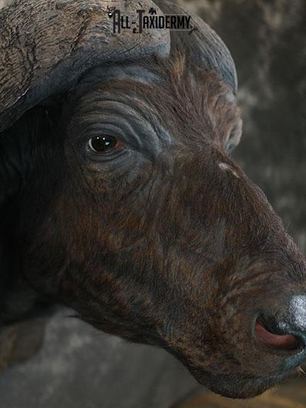 African Cape buffalo taxidermy shoulder mount SKU 2317 - Image 5