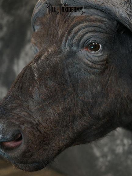 African Cape buffalo taxidermy shoulder mount SKU 2317 - Image 4