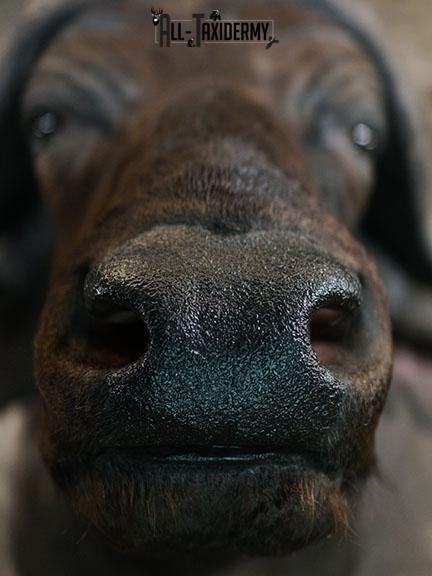 African Cape buffalo taxidermy shoulder mount SKU 2317 - Image 3