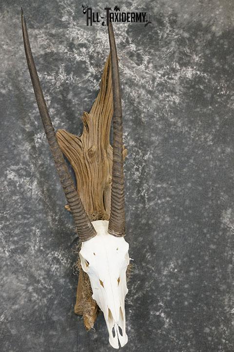 Gemsbok taxidermy skull SKU 2344 - Image 2