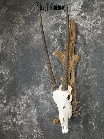 Gemsbok taxidermy skull SKU 2344