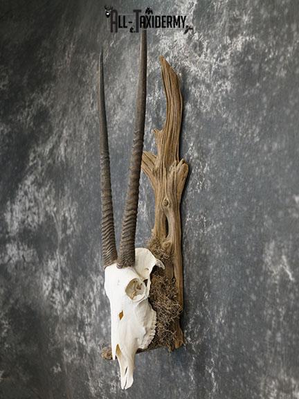 Gemsbok taxidermy skull SKU 2344 - Image 7