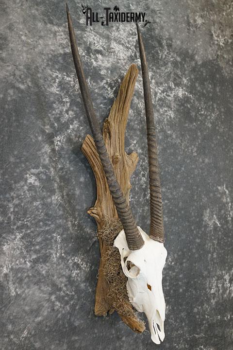 Gemsbok taxidermy skull SKU 2344 - Image 6