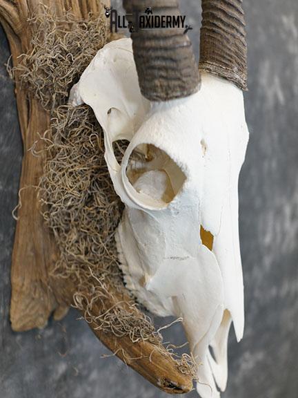 Gemsbok taxidermy skull SKU 2344 - Image 4