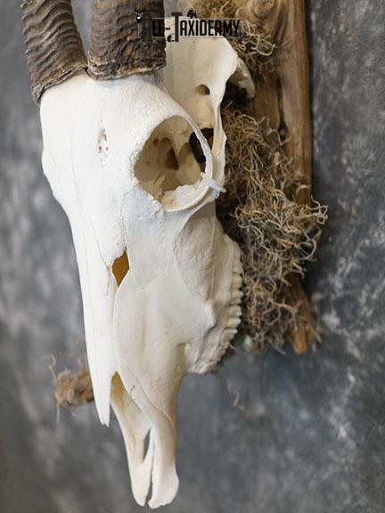 Gemsbok taxidermy skull SKU 2344 - Image 3