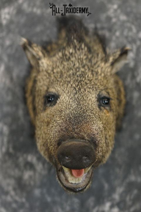 Javelina taxidermy shoulder mount SKU 2340 - Image 7