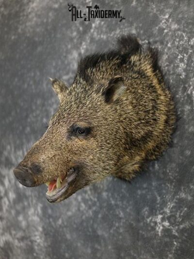 Javelina taxidermy shoulder mount SKU 2340