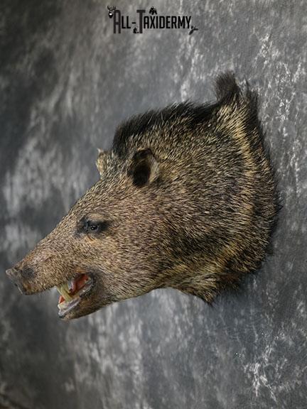 Javelina taxidermy shoulder mount SKU 2340 - Image 5