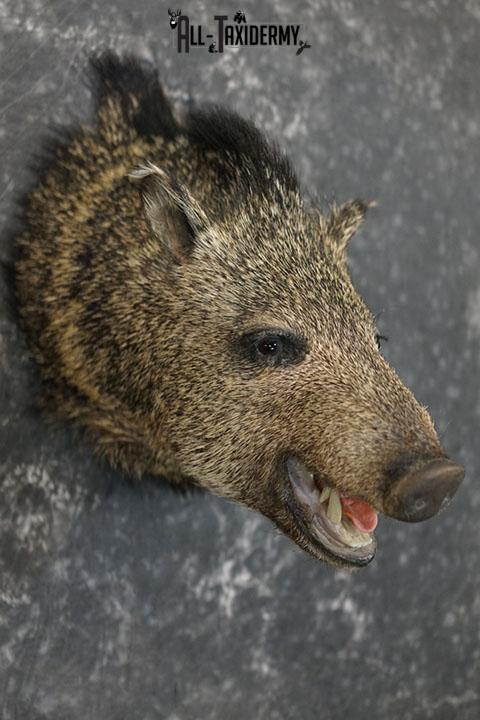 Javelina taxidermy shoulder mount SKU 2340 - Image 4