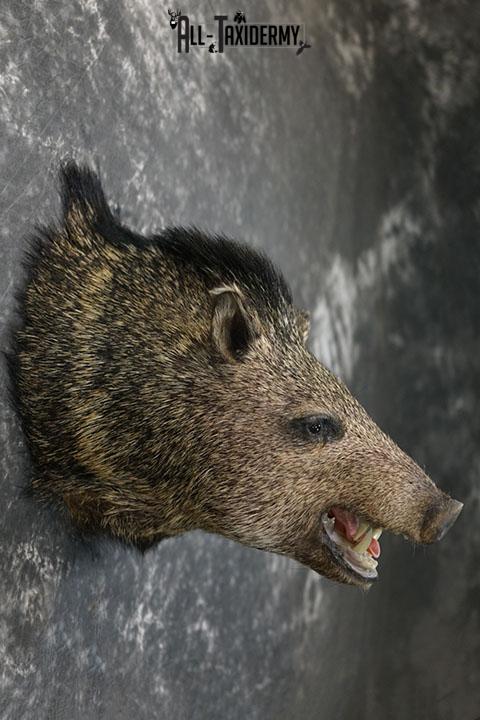 Javelina taxidermy shoulder mount SKU 2340 - Image 3