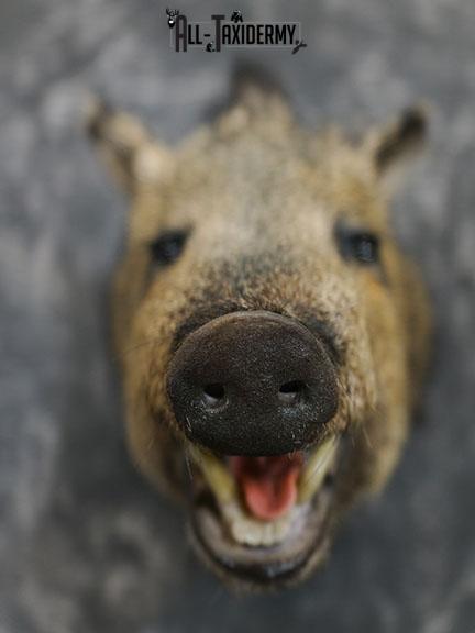 Javelina taxidermy shoulder mount SKU 2340 - Image 2