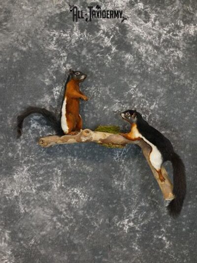Pair of Prevost Squirrels taxidermy mount SKU 2338