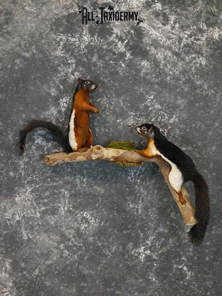 Pair of Prevost Squirrels taxidermy mount SKU 2338