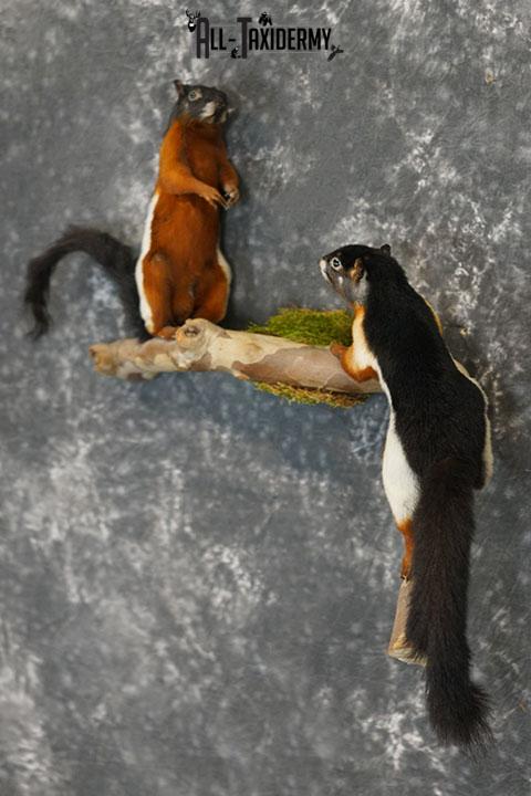 Pair of Prevost Squirrels taxidermy mount SKU 2338 - Image 2