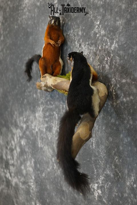 Pair of Prevost Squirrels taxidermy mount SKU 2338 - Image 7