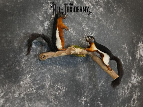 Pair of Prevost Squirrels taxidermy mount SKU 2338 - Image 6