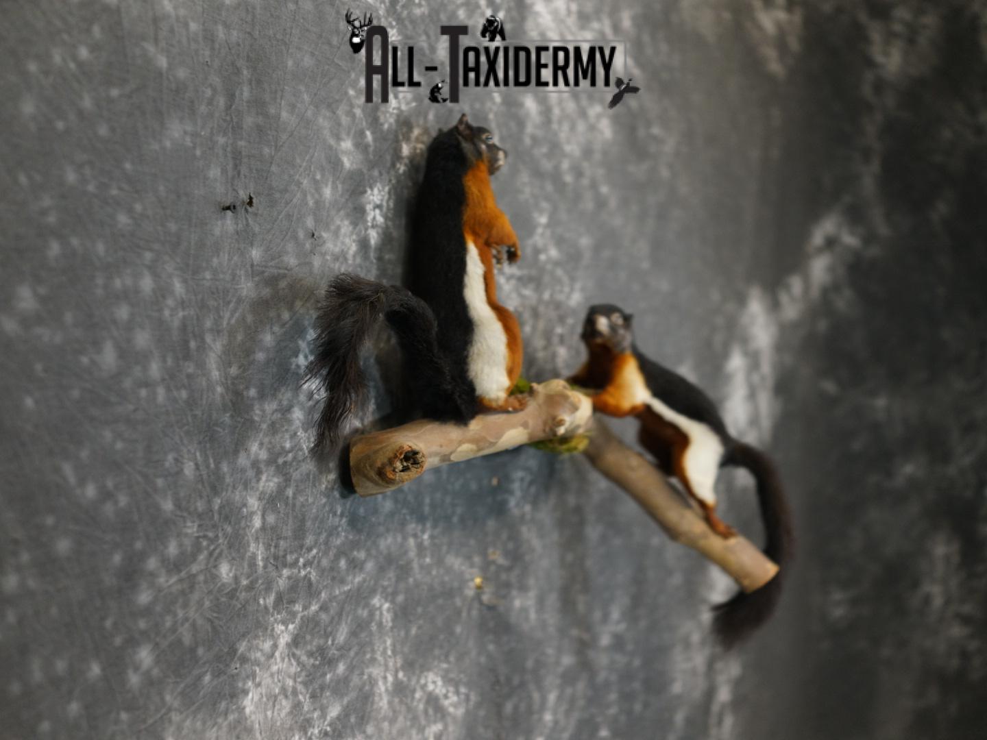 Pair of Prevost Squirrels taxidermy mount SKU 2338 - Image 5